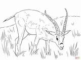 African Animals Coloring Pages Getcolorings Printable Color sketch template