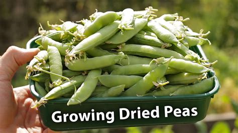 amazing results  growing dried peas youtube