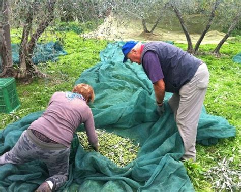 risultati immagini per raccolta delle olive nelle marche
