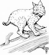 Coloring Bobcat Tpwd Color Pages sketch template