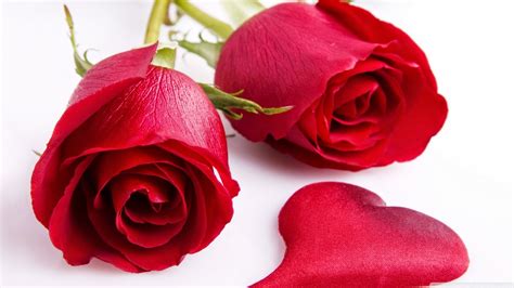 15 صورة لعشاق الورود حمل مجانا صور و خلفيات ورود حمراء جميلة بجودة عالية جدا hd مدونة ألف