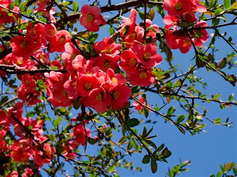 companion plants  flowering quince   plant  flowering quince