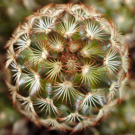 cactus closeup  photo  flickriver