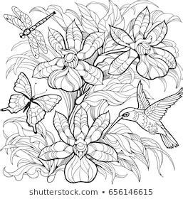 pin  birdbutterfly coloring pages