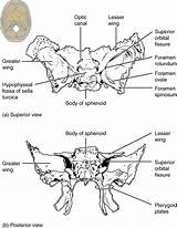 Bone Sphenoid Skull Anatomy Ethmoid Superior Posterior Orbital Fissure Views Foramen Pages Optic Lateral Canal Colouring Rotundum Physiology Figure Single sketch template