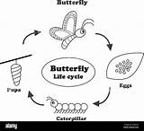 Mariposa Papillon Coloriage Esquema Contours Insect Alamy Humano Ill Sauver sketch template