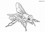 Biene Honigbiene Malvorlage Bienen Ausmalbilder Malvorlagen sketch template