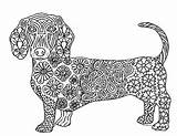 Coloring Dog Dachshund Zentangle Pages Weiner Teacherspayteachers Ecdn Preview sketch template