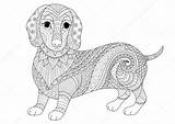 Dachshund Puppy Coloring Vector Dog Mandala Stock Svg Adult Zendoodle Zentangle  Shirt Book Depositphotos St3 Gmail Fonts sketch template