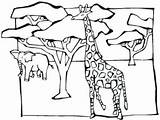 Coloring Tree African Savanna Acacia Animals Trees Animal Getcolorings Printable Colo Colouring sketch template
