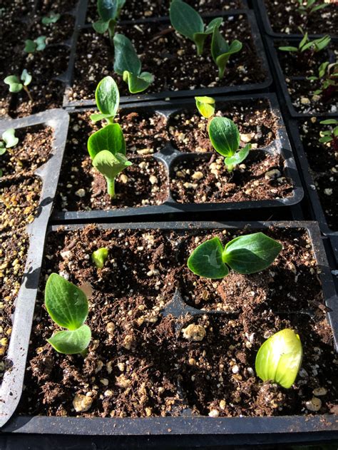 grow zucchini  seed  harvest homestead acres