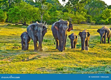 wild elefants   jungle royalty  stock  image