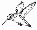 Hummingbird Hummingbirds Throated sketch template