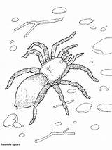 Coloring Tarantula Pages Spiders Color Kids Print Animals Animal Spinnen Sheets Back Fun sketch template