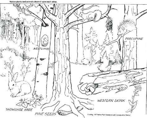 forest habitat coloring pages  getdrawings