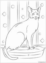 Siamese Sitting Cat Pages Coloring Color Online sketch template