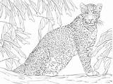 Leopard Coloring Tree Pages Sitting Printable Supercoloring Colorear Para Leopards Leopardo Dibujos Colouring Drawing Un Dibujo Animal Imprimir Crafts Guardado sketch template