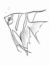 Fish Angel Angelfish Coloring Sketch Drawing Printable Getdrawings Drawings Designlooter Sky Recommended sketch template