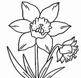 Daffodil Coloring Flower Daffodils Clipart Pages Flowers Drawing Color Outline Printable Crocus Clip Cliparts Drawings Narcissus Books Trace Clipartbest Clipartmag sketch template