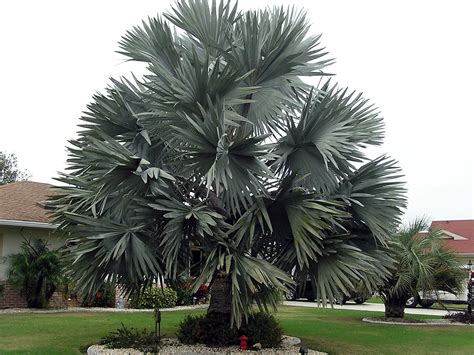 Why Sabal Palm Is The Best Choice You Should Opt For