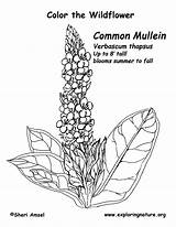 Mullein Coloring sketch template