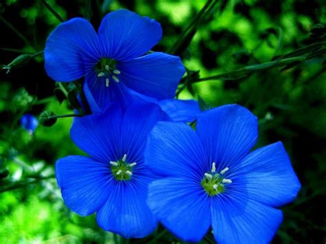 pokhozhee izobrazhenie blue flowers images types  blue flowers blue