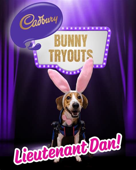inspirational rescue pup wins cadbury bunny tryouts