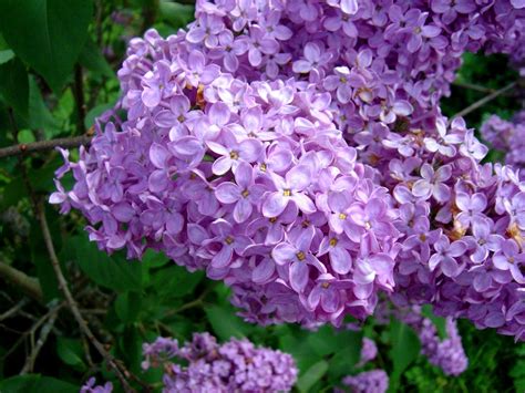 lilac flowers flowerinfoorg