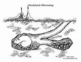 Coloring Hibernating Woodchuck Support Exploringnature Sponsors Wonderful Please sketch template