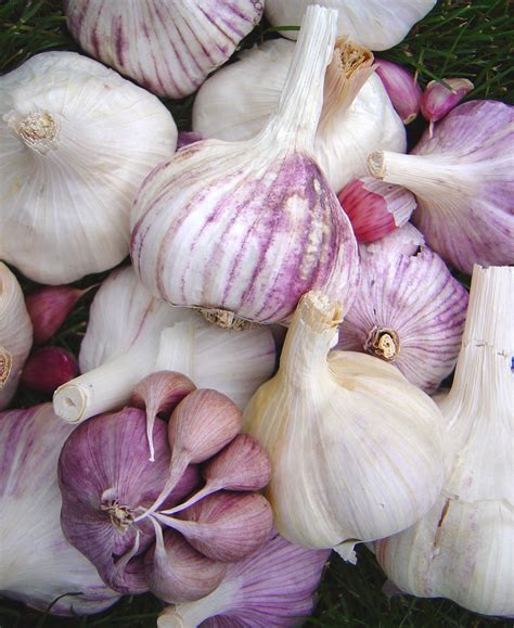 scientific truth  garlic varieties