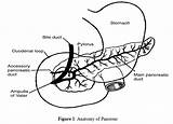 Pancreas Pancreatic sketch template