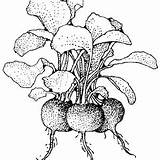 Drawing Beets Beet Getdrawings Coloring Pages sketch template