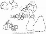 Fruits Coloring Chestnuts Autumn Grape Pears Illustration Figs Shutterstock Color sketch template