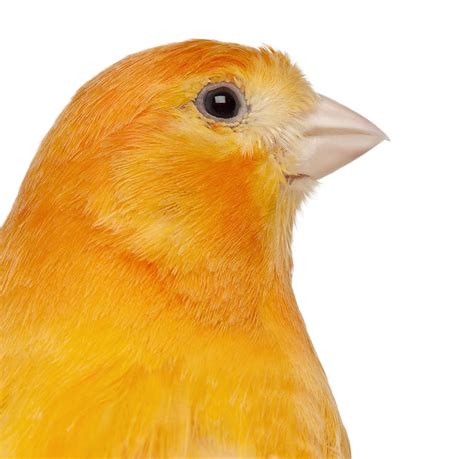 canary colours canary finches  canaries guide omlet uk