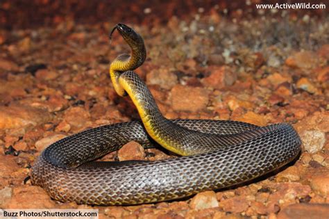 inland taipan facts pictures information  venomous snake