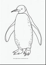 Coloring Penguin Chinstrap Pages Getcolorings Club sketch template