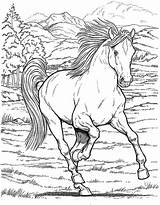 Coloring Realistic Pages Horse Printable Getcolorings sketch template