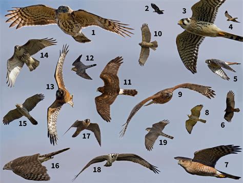 quiz identify raptors  flight birds  prey raptors bird birds