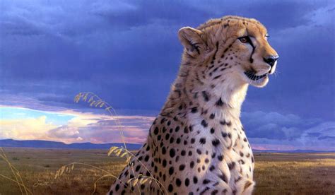 cheetah colorful cheetah wallpaper