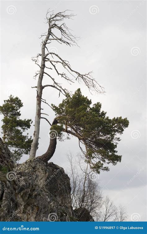 pines grow   rocks stock image image  cliff nature