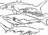 Coloring Pages Animals Sea Ocean Shark Realistic Water Sharks Underwater Coral Reef Life Color Aquarium Forest Monterey Bay Drawing Animal sketch template