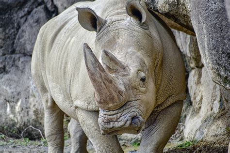 southern white rhinoceros  maryland zoo