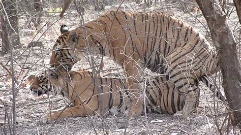 tiger mating youtube