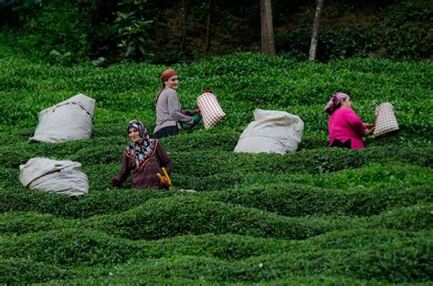 For All The Tea In Turkey Modern Farmer