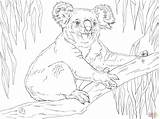 Koala Koalas Ausmalbild Ausmalen Supercoloring Ast Kleurplaten Branche Vorlagen Assis Sentado sketch template