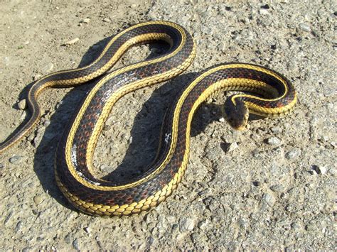 iowa reptiles  large eastern garter snake