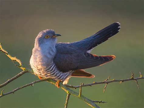 cuckoo tony mcleans east yorkshire wildlife diary