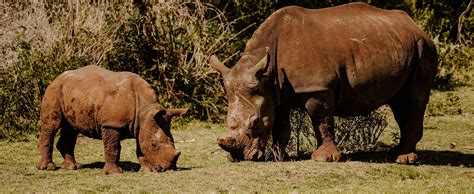 black rhino game lodge pilanesberg national park igo travel