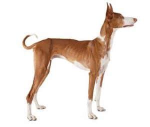 dog breeds  long nose big snouts whippet hounds  zooawesome