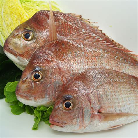 snapper fresh wild caught capalaba aussie seafood house